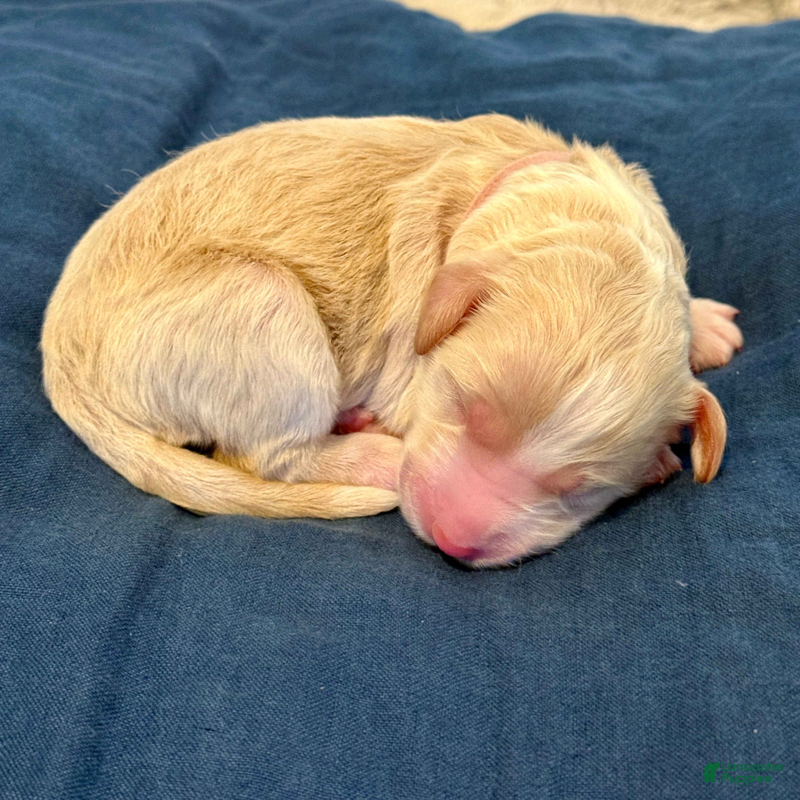 Bernedoodle dogs Jinx - Ad 1