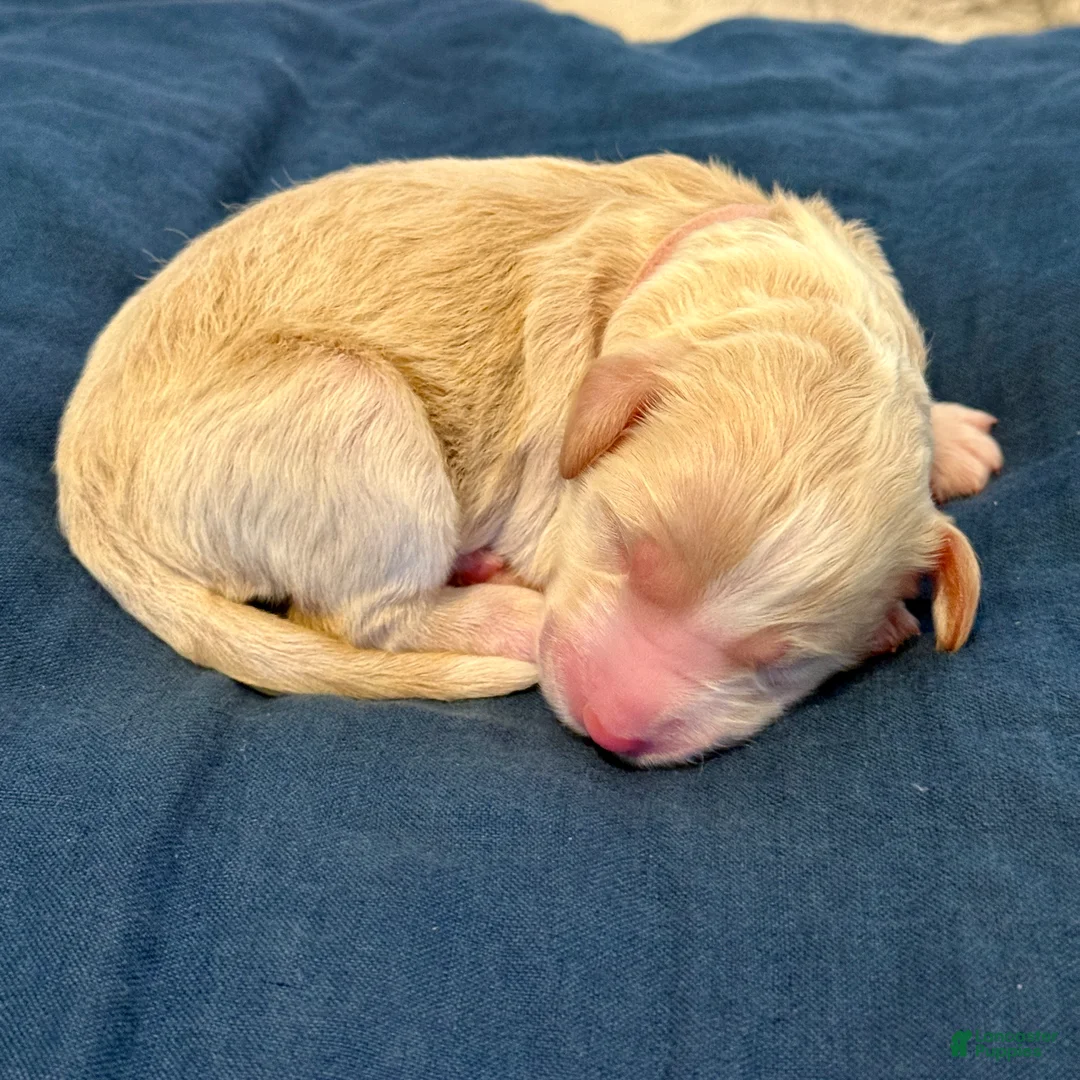 Bernedoodle dogs for sale: Jinx - Ad 1