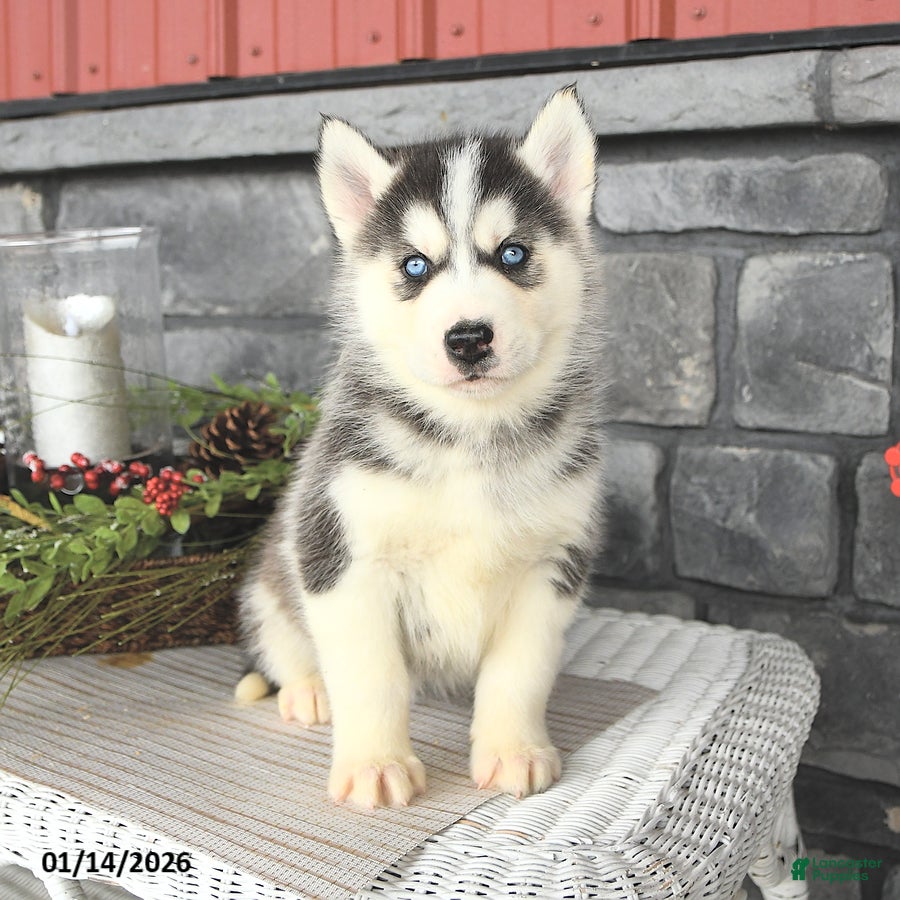 Siberian Husky dogs Gavin - Ad 2