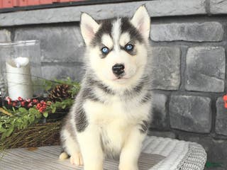 Siberian Husky dogs Gavin - Ad 38