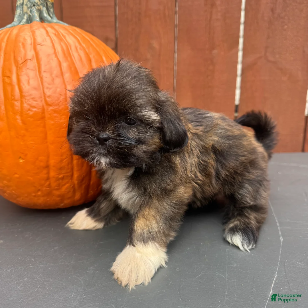 Shih Tzu dogs for sale: Sprinkles - Ad 7