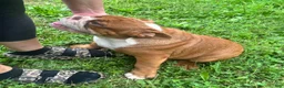 English Bulldog dogs for sale: Jimmy - Ad 3