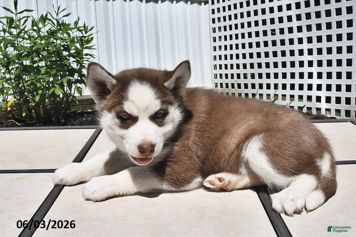 Siberian Husky dogs for sale: Carmel - Ad 4