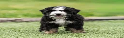 Bernedoodle dogs for sale: Brooks Bernedoodle Puppy  - Ad 6