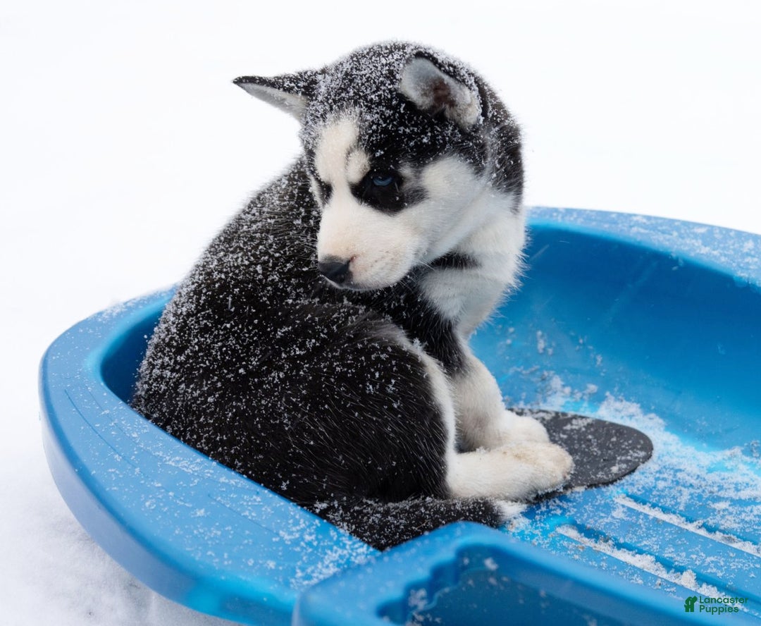 Siberian Husky dogs for sale: Nokia - Ad 4