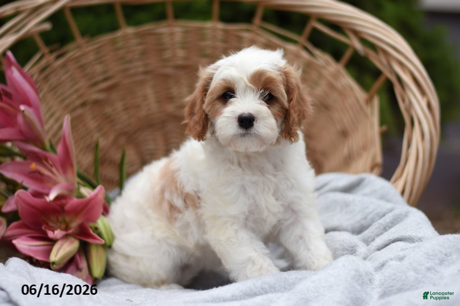 Cavapoo dogs Misty - Ad 2