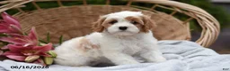Cavapoo dogs for sale: Misty - Ad 2