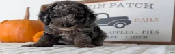 Miniature Poodle dogs for sale: Hunter - Ad 6