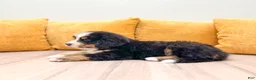 Bernese Mountain Dog dogs for sale: Baxter - Ad 4