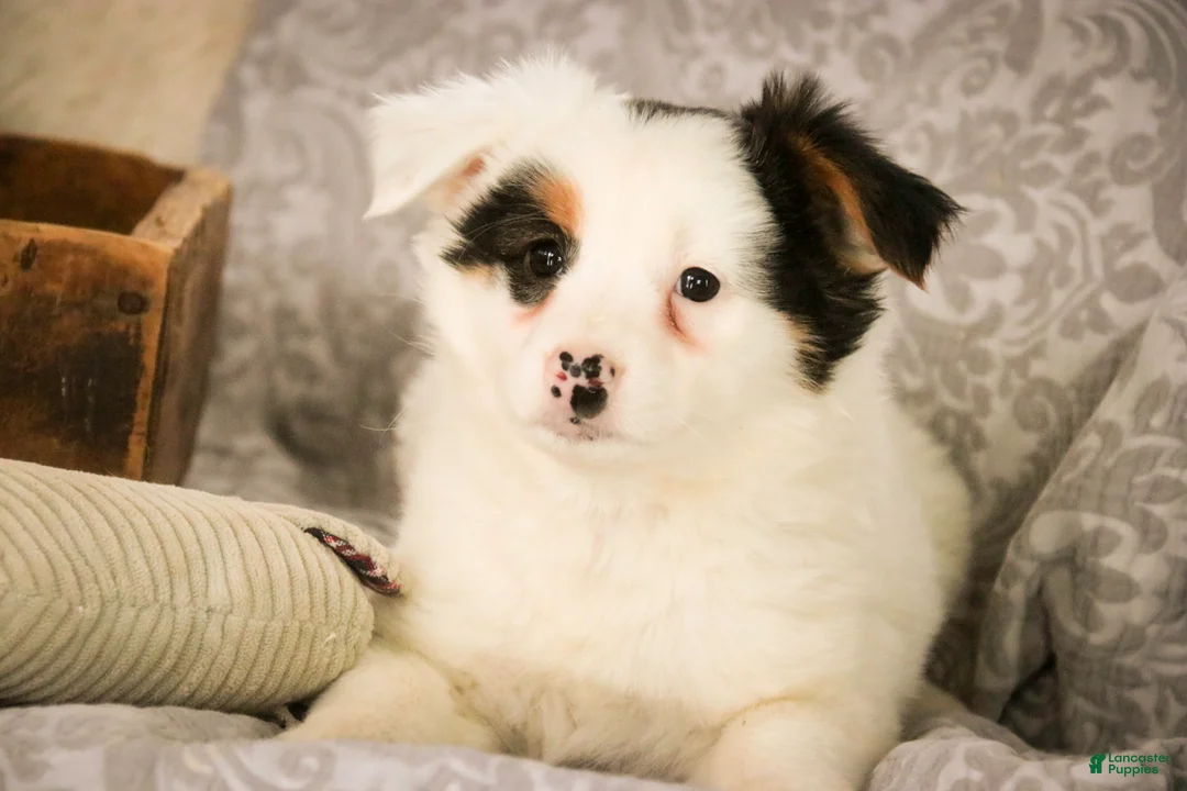 Mixed Breed dogs for sale: Barney - Ad 3