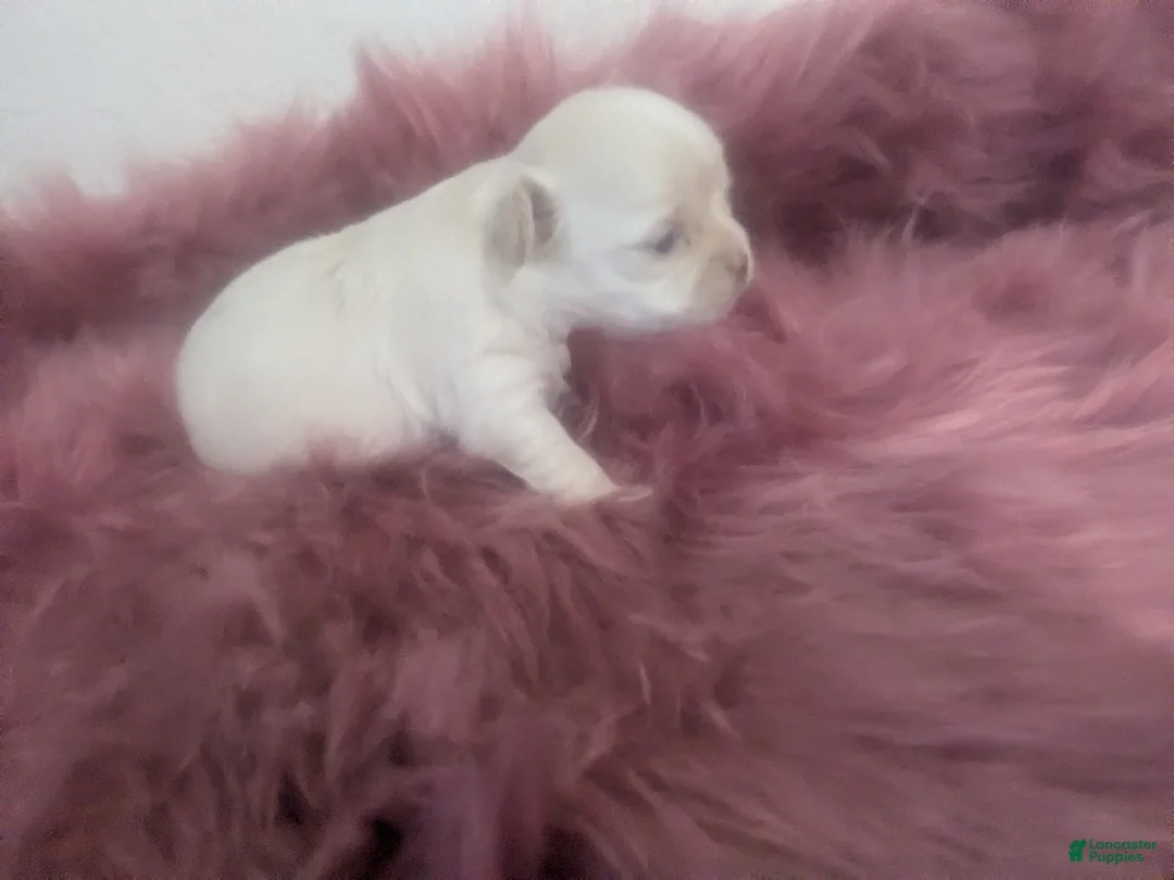 Chihuahua dogs for sale: Pearl Apple Head Long Coat Female   - Ad 2