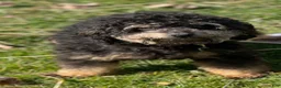 Schnoodle dogs for sale: Pearl - Ad 8