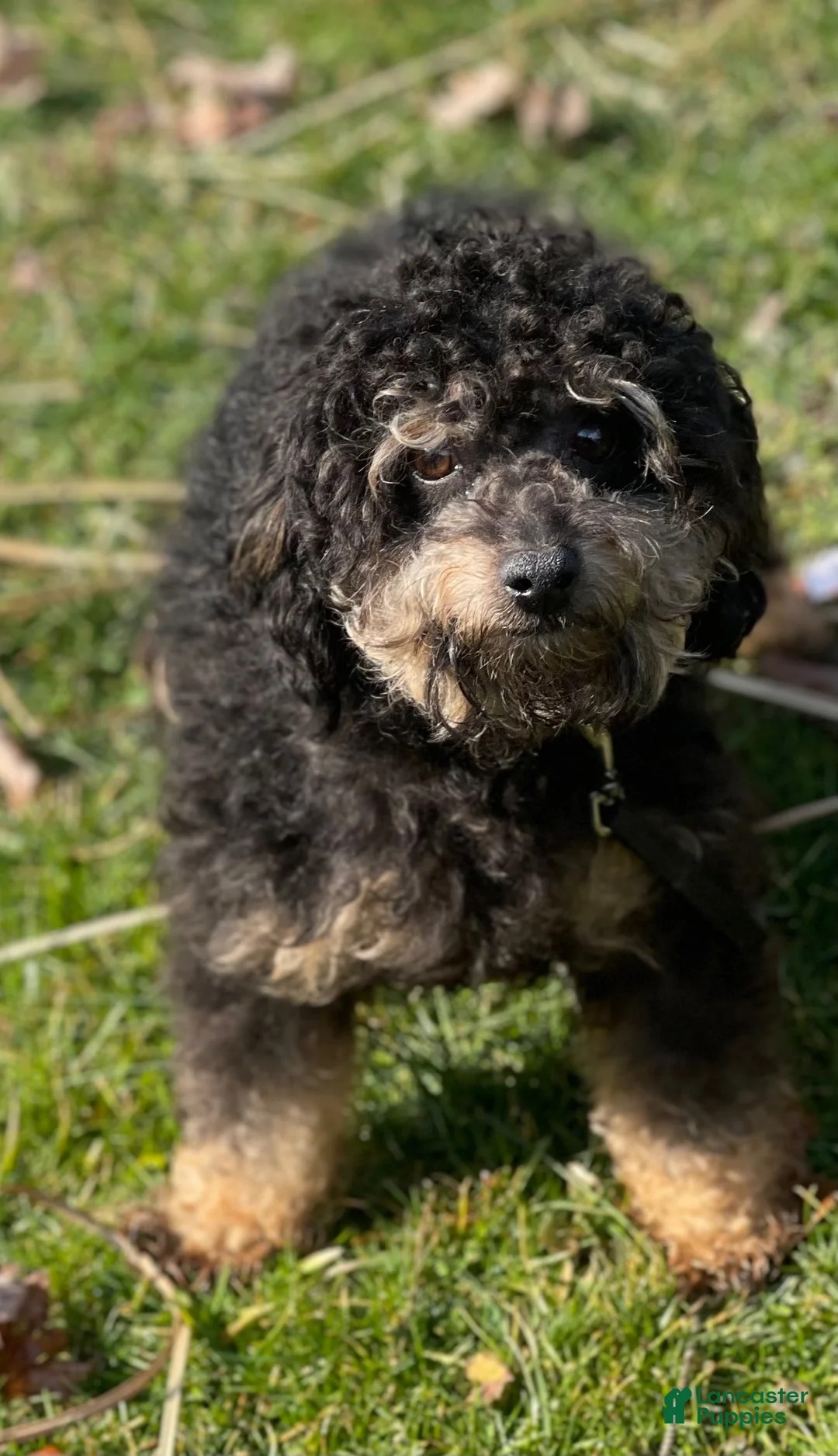 Schnoodle dogs for sale: Pearl - Ad 8