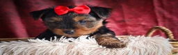 Yorkshire Terrier dogs for sale: DOC - Ad 11