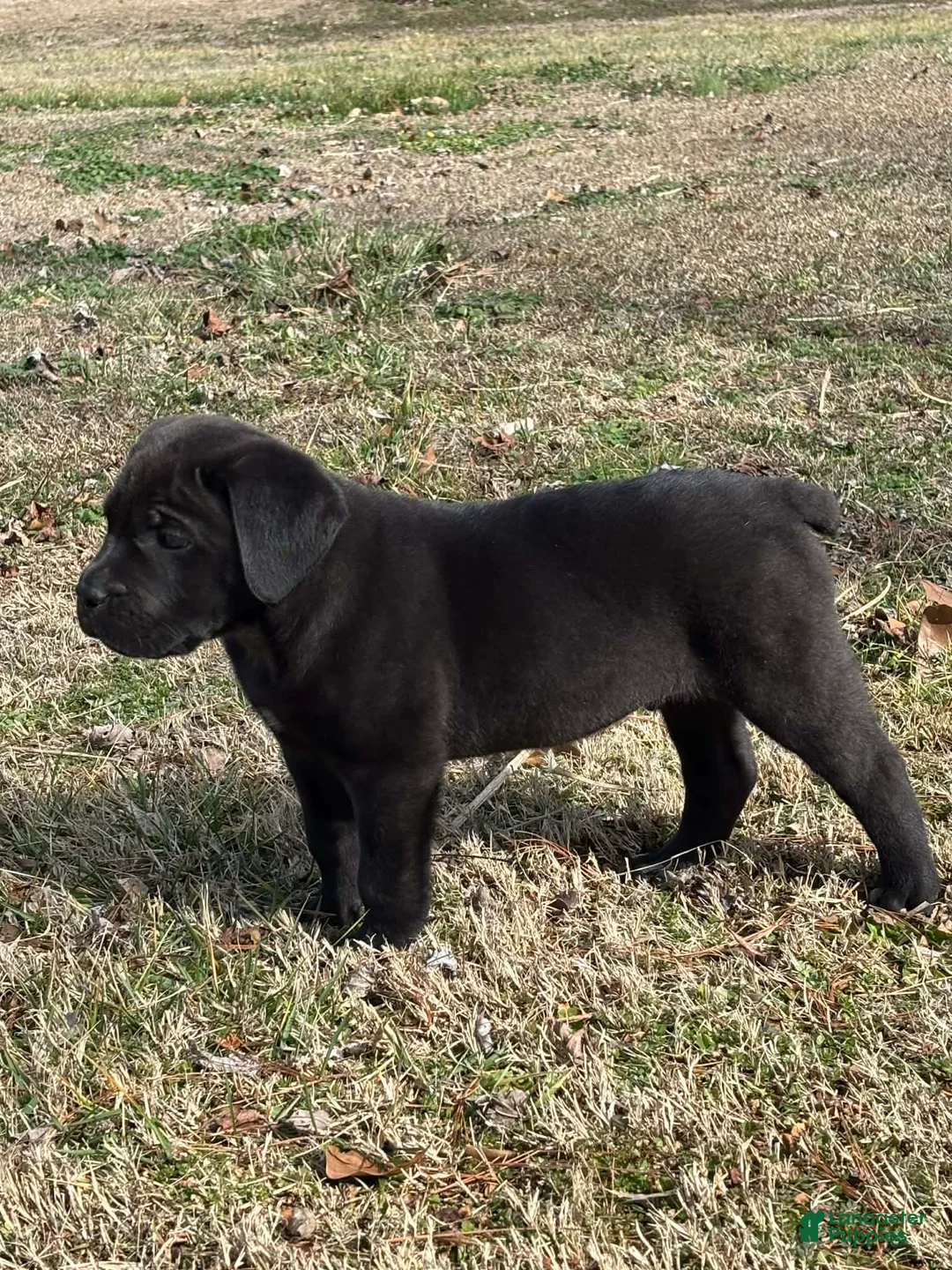 Cane Corso dogs for sale: Teddy - Ad 1