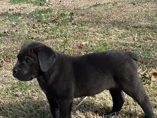 Cane Corso dogs Teddy - Ad 32