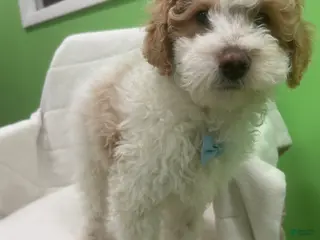 Mini Goldendoodle dogs Mini Goldendoodle Puppy 3 - Ad 39