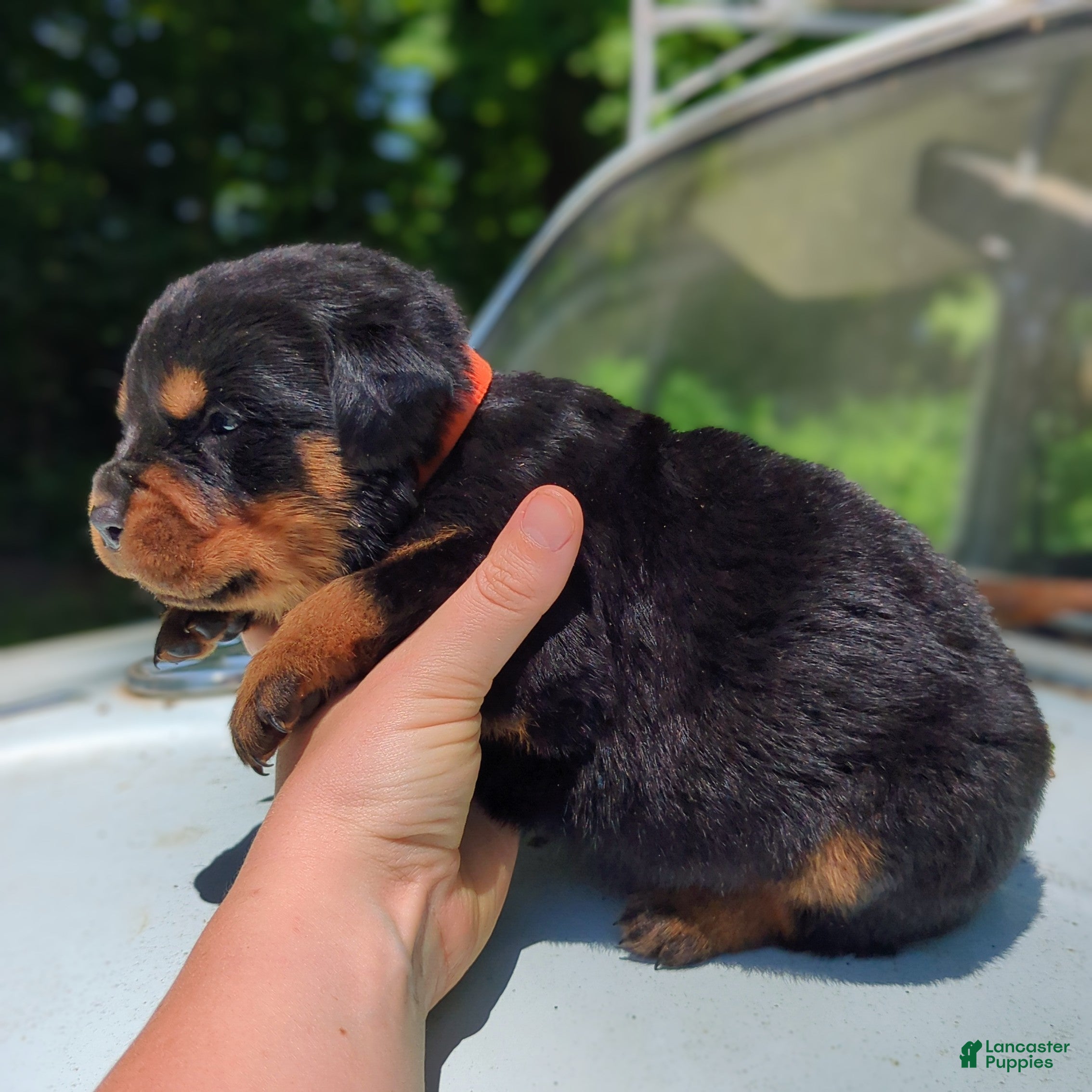 Rottweiler dogs for sale: Diesel - Ad 2