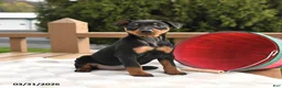 Miniature Pinscher dogs for sale: Twinkle - Ad 1