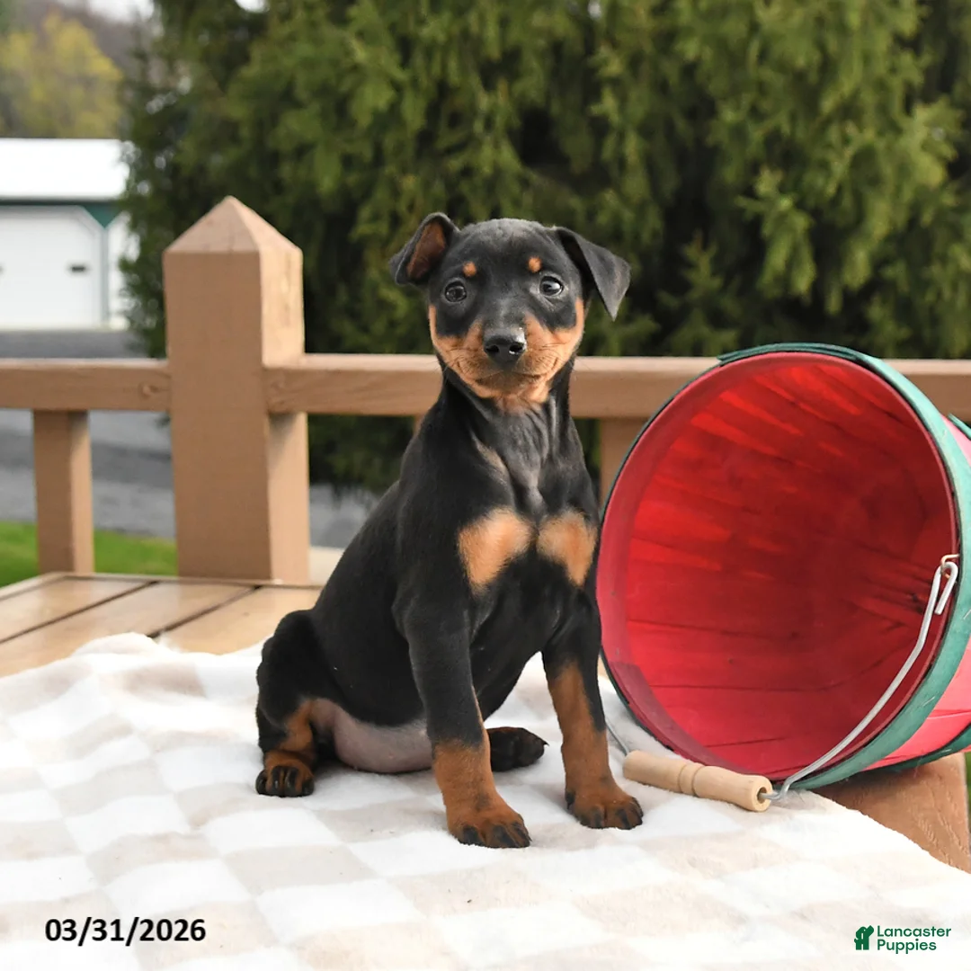 Miniature Pinscher dogs for sale: Twinkle - Ad 1