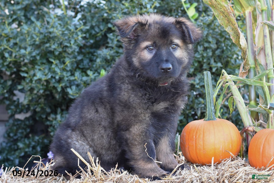 German Shepherd dogs Samson - Ad 2