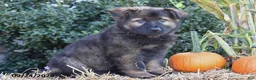German Shepherd dogs for sale: Samson - Ad 2