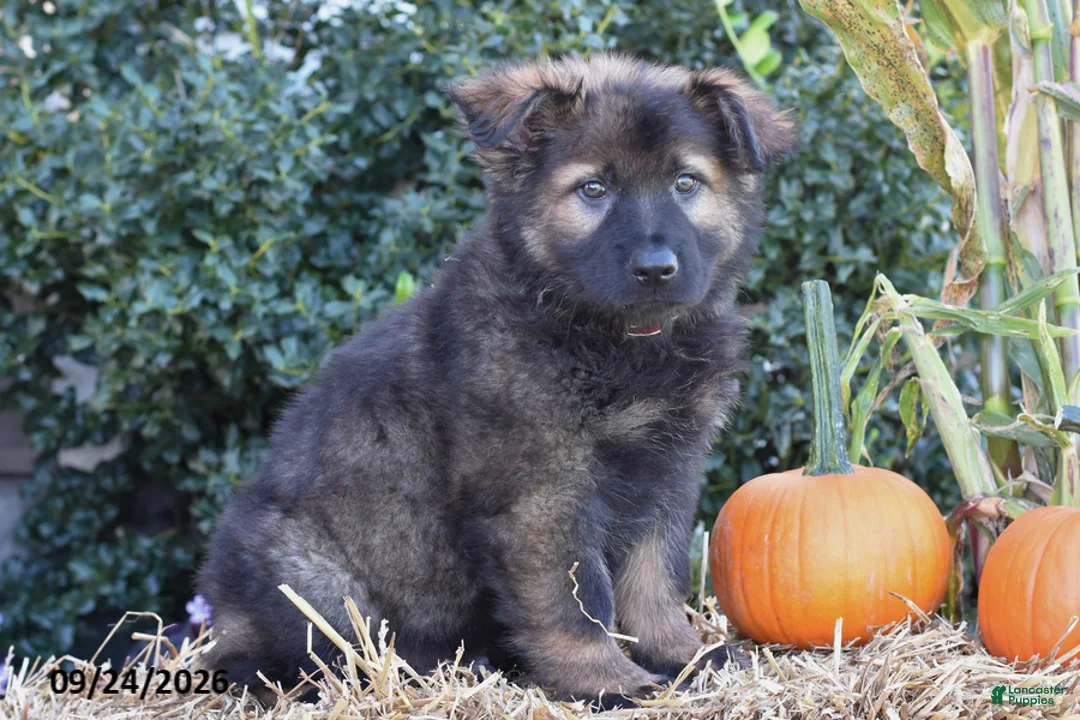 German Shepherd dogs for sale: Samson - Ad 2