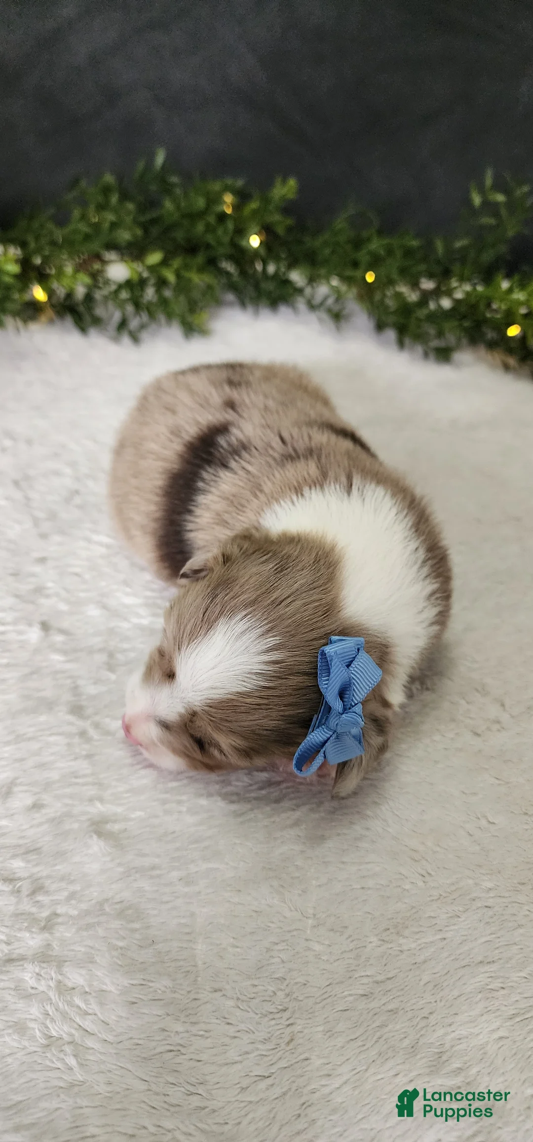 Miniature Australian Shepherd dogs for sale: Charlie  - Ad 4
