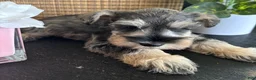Miniature Schnauzer dogs for sale: Molly - Ad 20