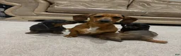 Miniature Dachshund dogs for sale: Miniature Dachshund 1 - Ad 3
