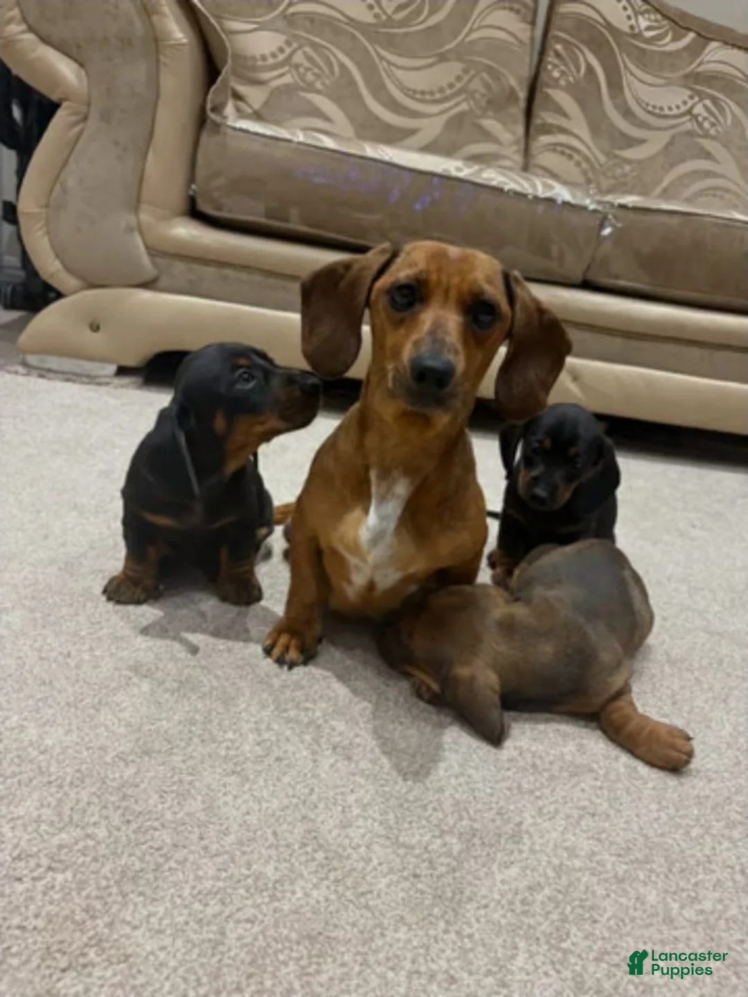 Miniature Dachshund dogs for sale: Miniature Dachshund 1 - Ad 3