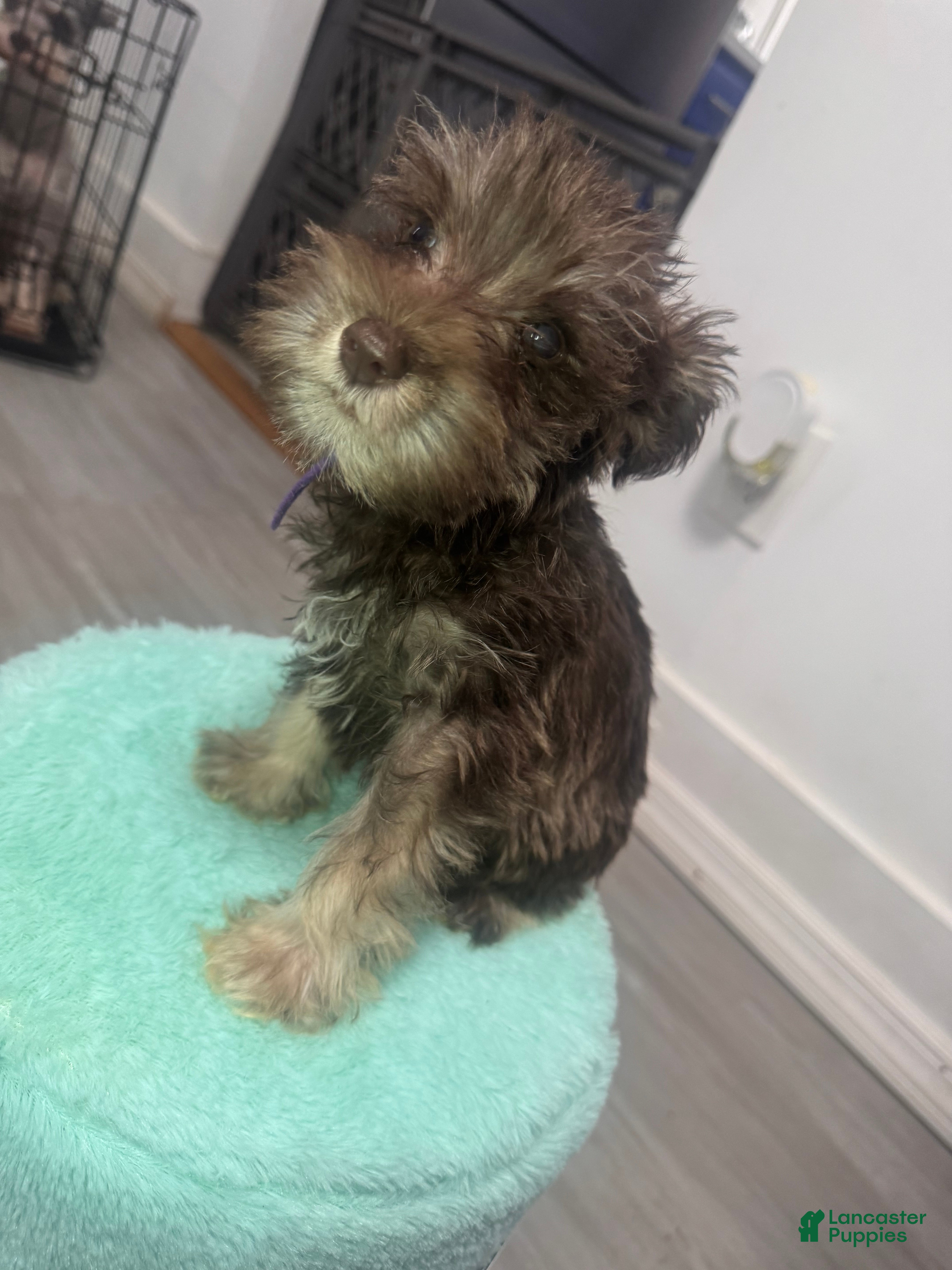 Miniature Schnauzer dogs for sale: Miniature Schnauzer 3 - Ad 1