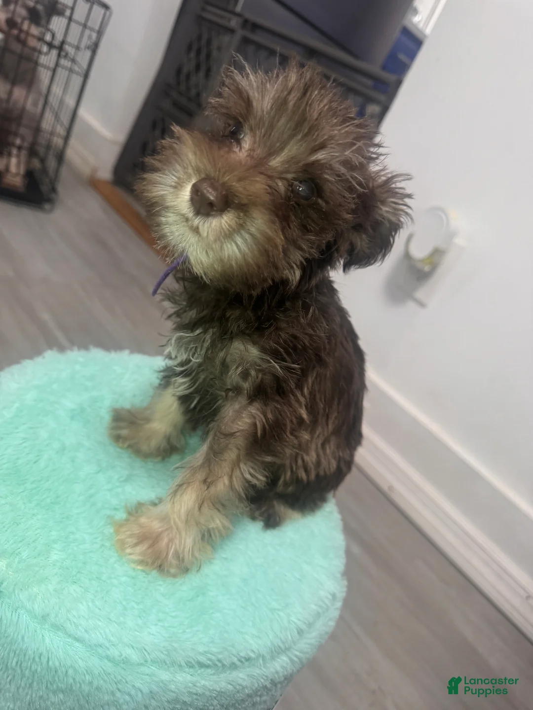Miniature Schnauzer dogs for sale: Miniature Schnauzer 3 - Ad 1