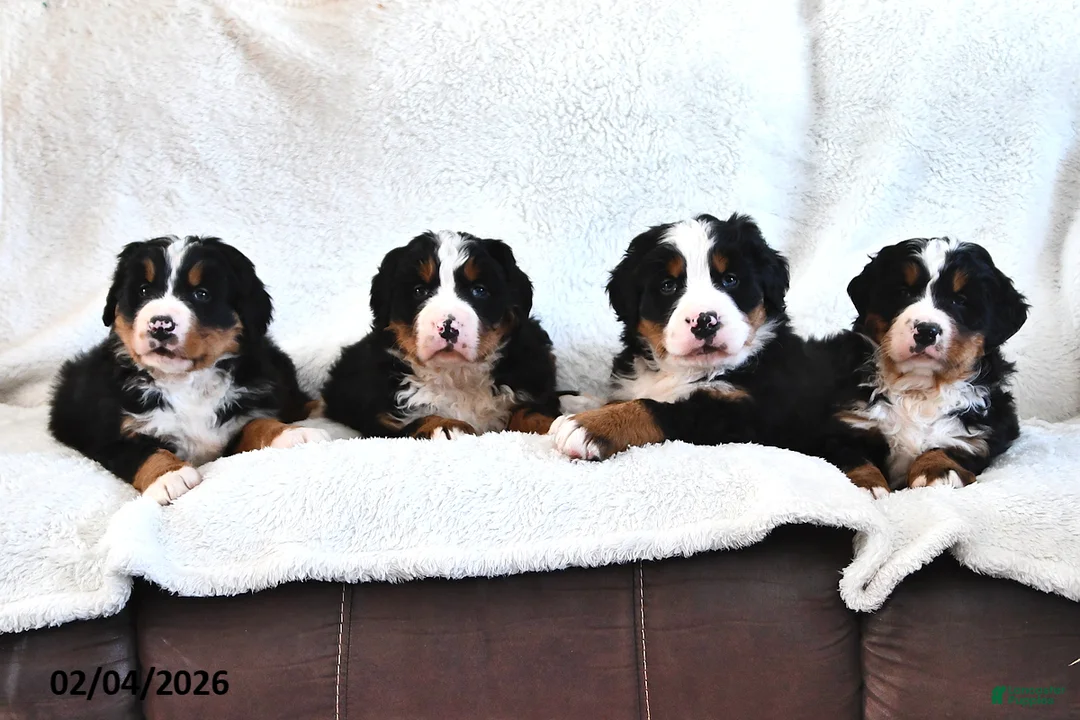 Bernese Mountain Dog dogs for sale: Creed - Ad 5