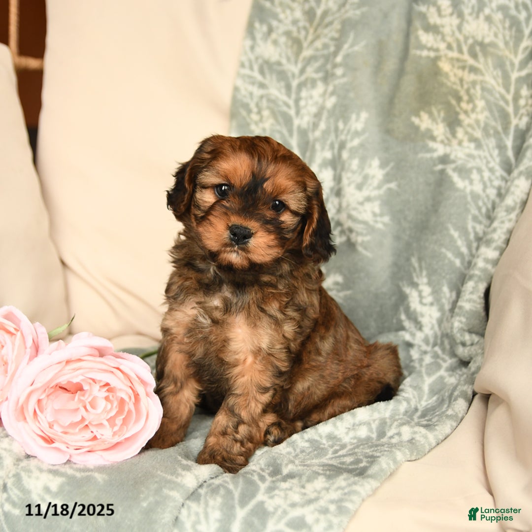 Cavapoo dogs for sale: Sparkles - Ad 1