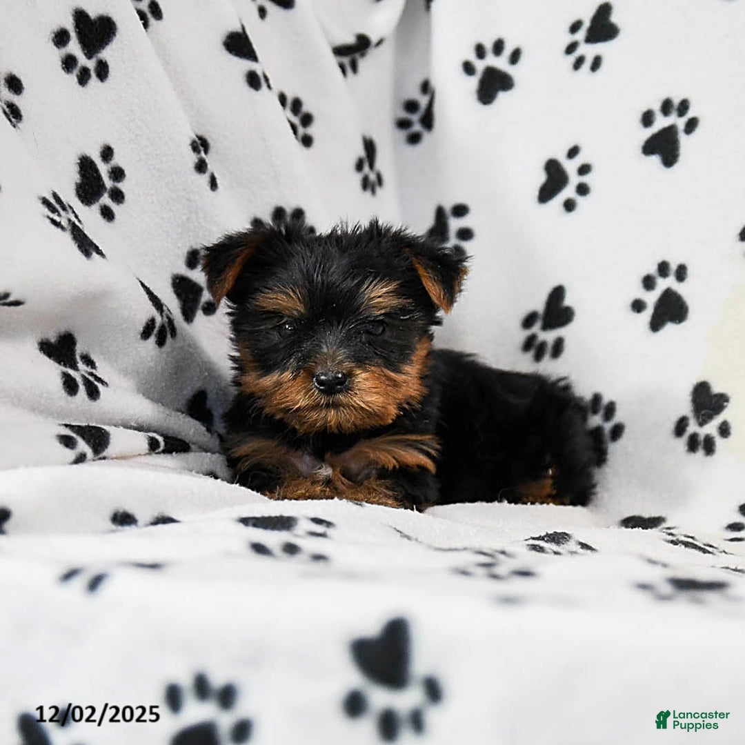 Yorkshire Terrier dogs for sale: Quartz - Ad 4