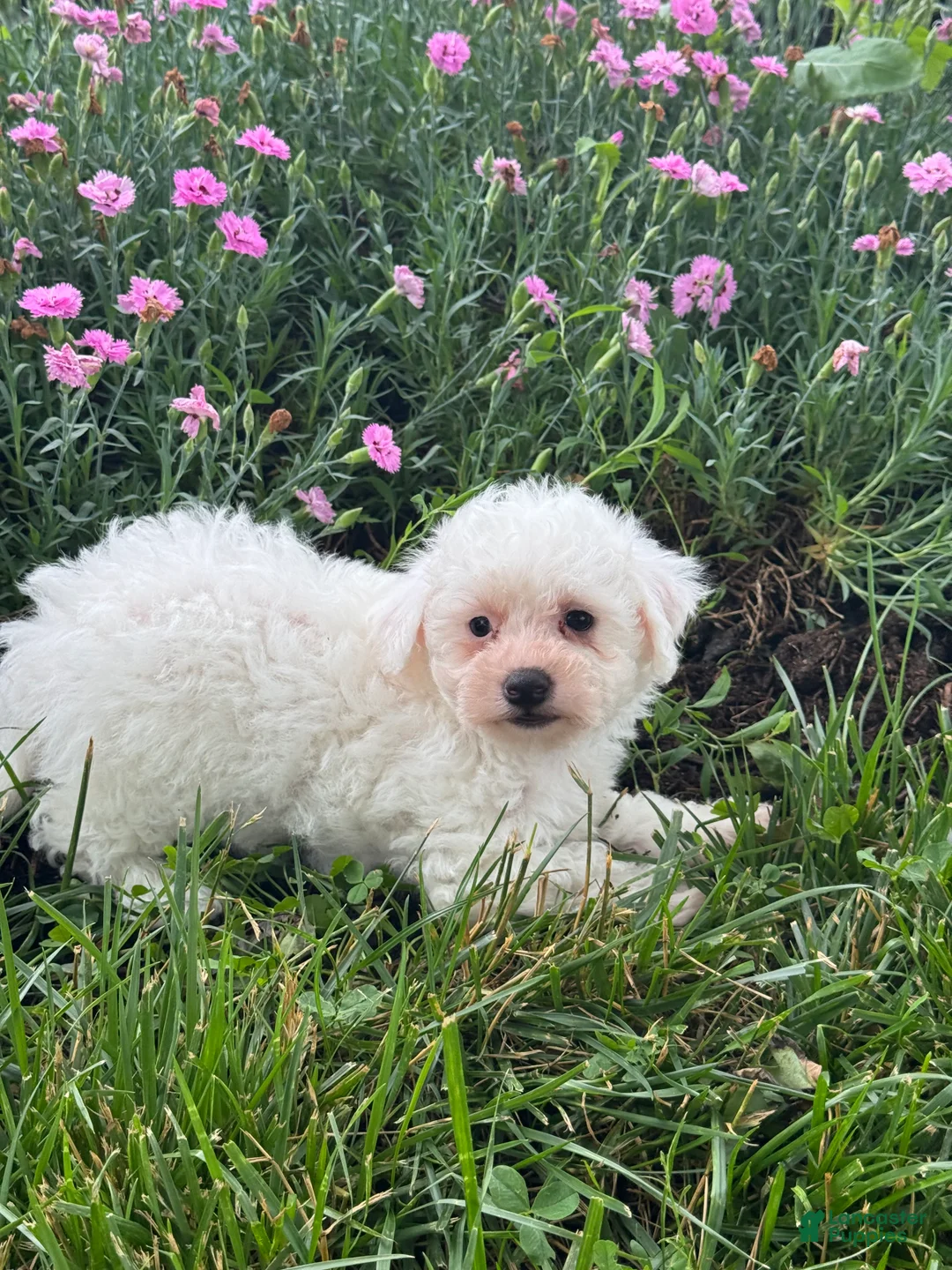 Bichpoo dogs for sale: Bear  - Ad 2