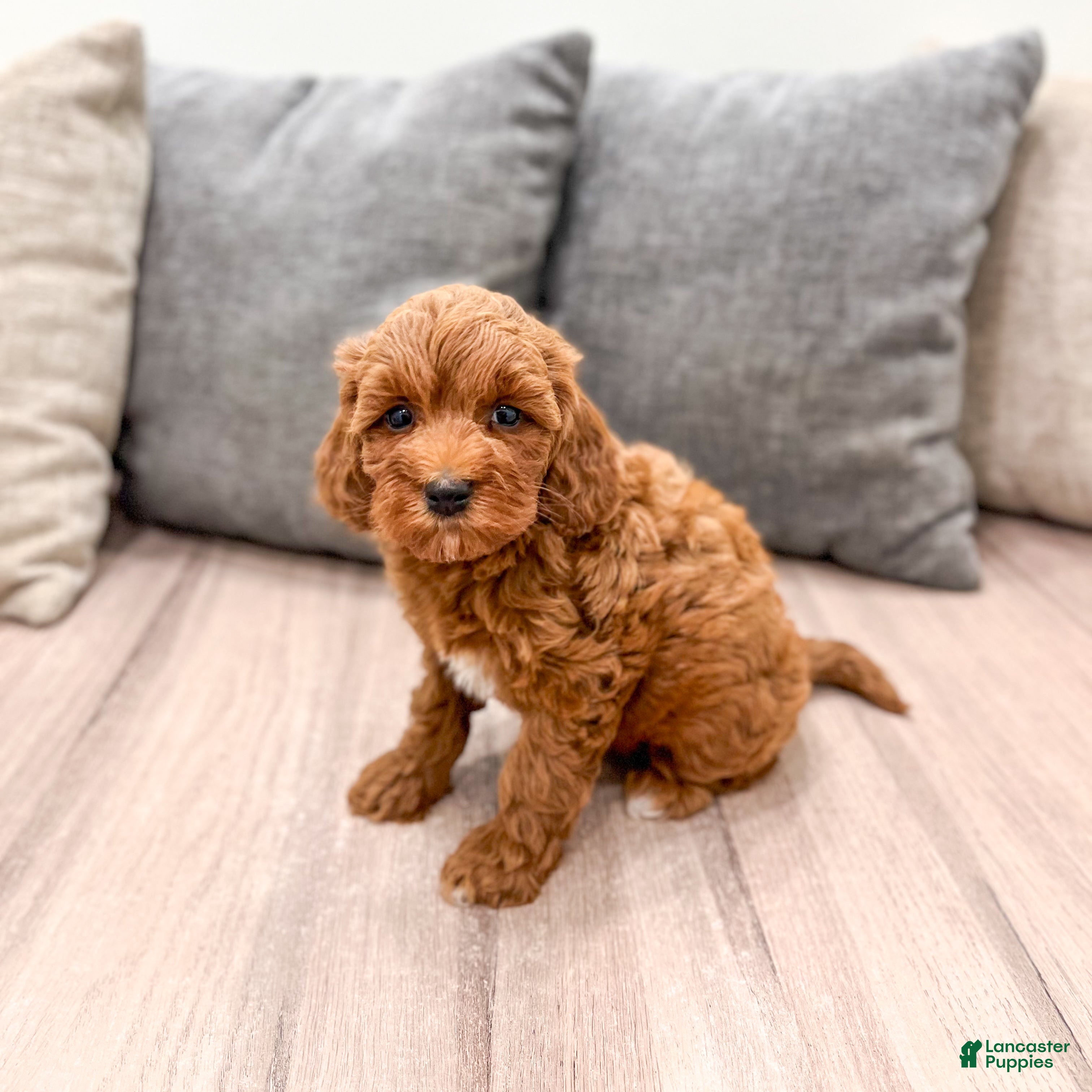 Mini Goldendoodle dogs Allie - Ad 1