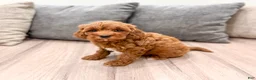 Mini Goldendoodle dogs for sale: Allie - Ad 1