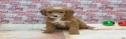 Goldendoodle dogs for sale: Mini Gracie - Ad 3