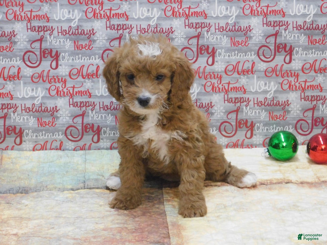 Goldendoodle dogs for sale: Mini Gracie - Ad 3