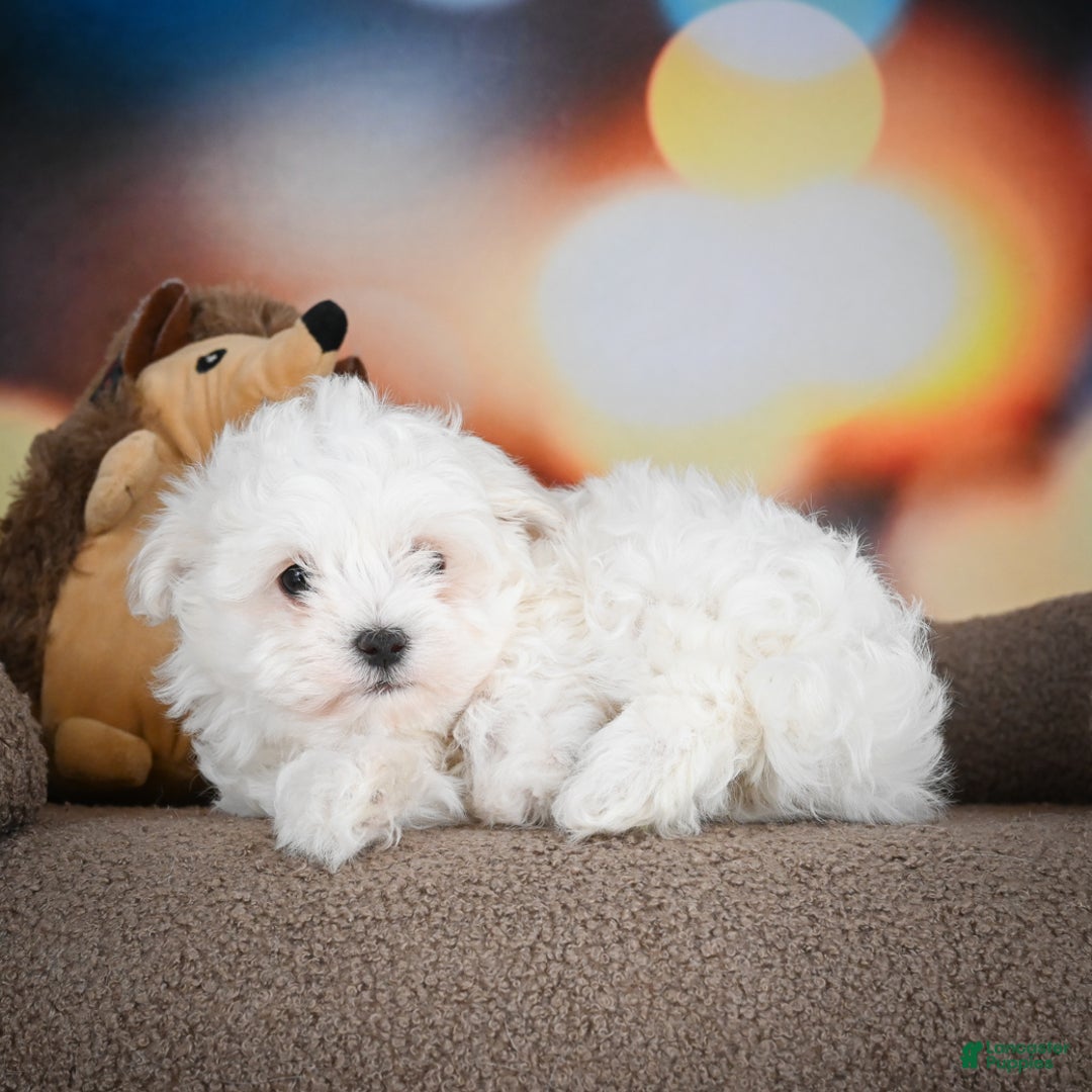 Maltese dogs for sale: Boaz - Ad 4