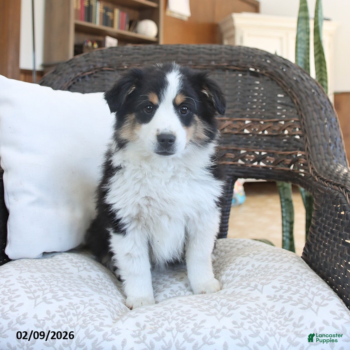 Miniature Australian Shepherd dogs Daisy - Ad 2