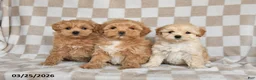 Maltipoo dogs for sale: Penny - Ad 5