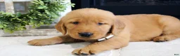 Golden Retriever dogs for sale: Daisy - Ad 4