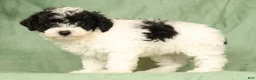 Havapoo dogs for sale: Taylor - Ad 4