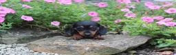 Miniature Dachshund dogs for sale: Zuzu - Ad 4