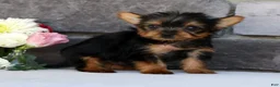 Morkie dogs for sale: Ollie - Ad 5
