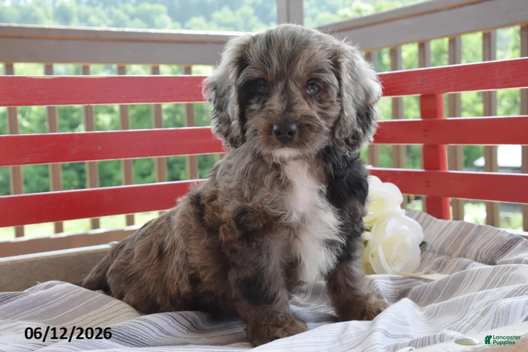 Cockapoo dogs for sale: Priscilla - Ad 1