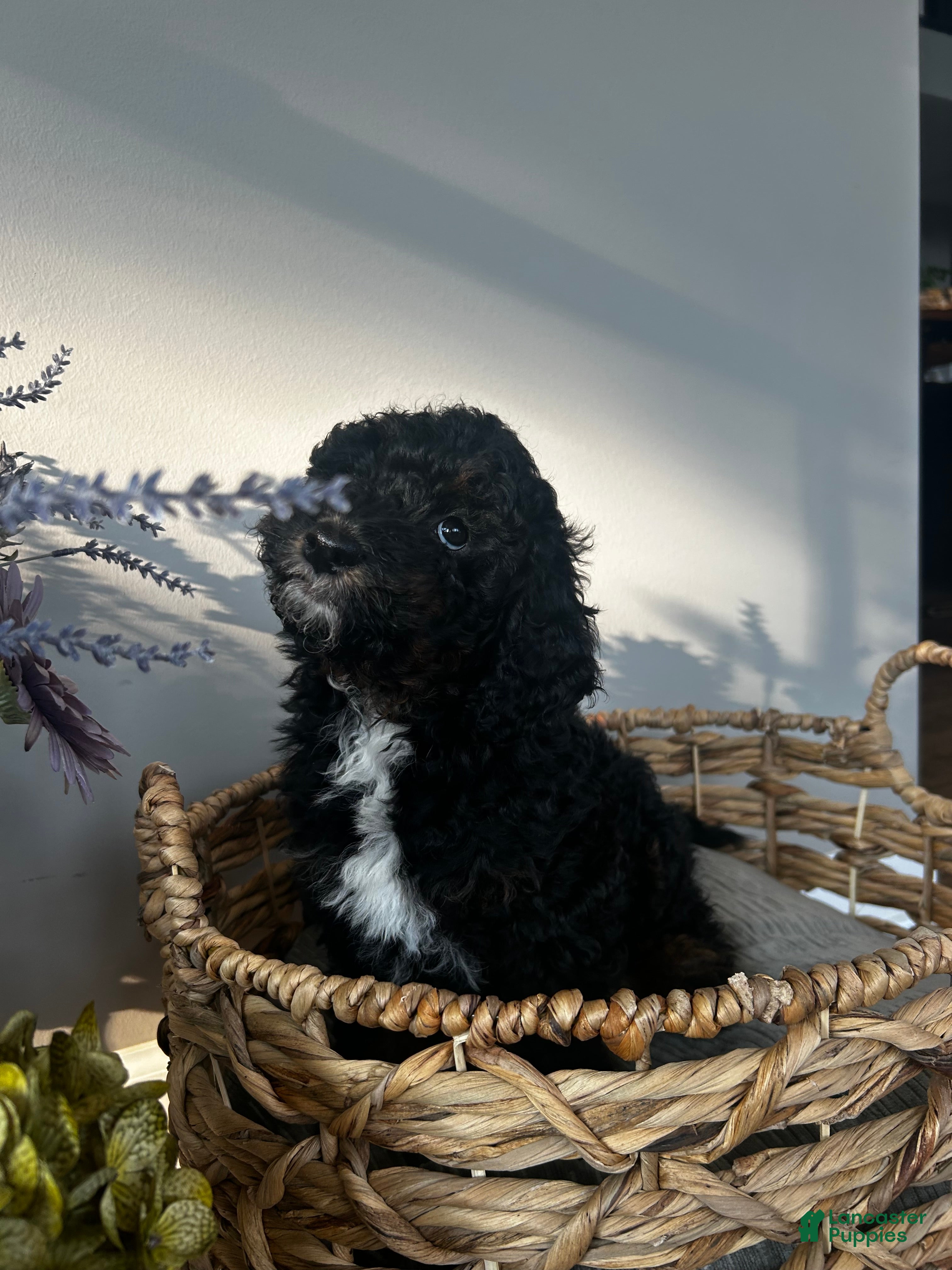 Doodle Aussiedoodle Puppies for sale Lancaster Puppies